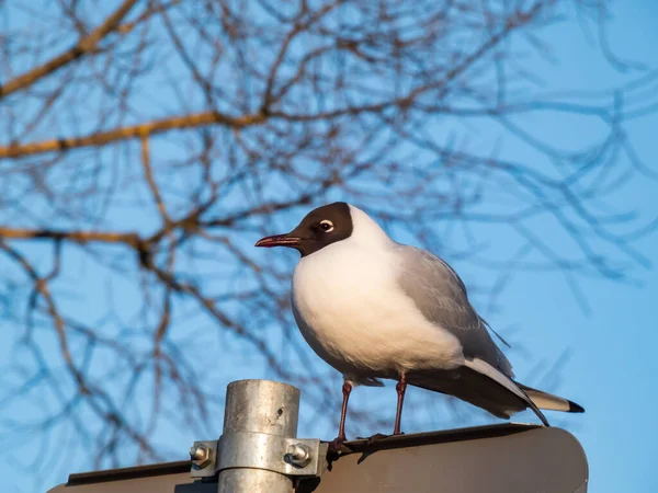 Beautiful Detailed Photo Black Headed Gull Chroicocephalus Ridibundus Looking Side — Stok Foto