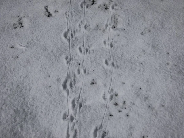 Ground covered with snow and footprints of a mouse or a common vole (microtus arvalis) in deep snow after snowfall in bright sunlight in winter