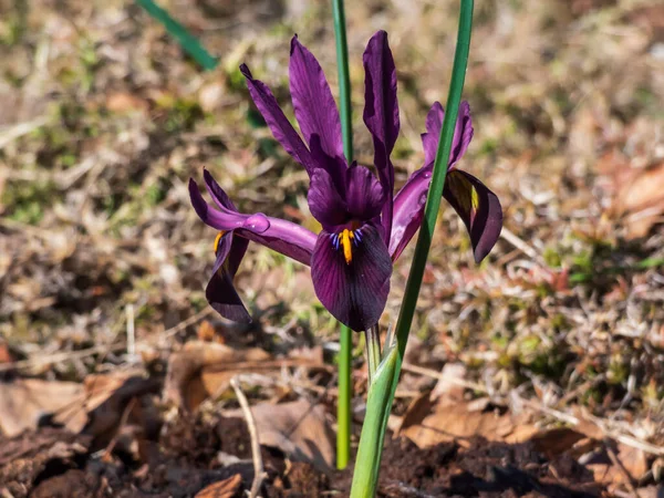 Close-up shot of the cultivar of the netted iris or golden netted iris (Iris reticulata) \'George\' with deep violet-purple petals with an orange blaze on the falls flowering in early spring