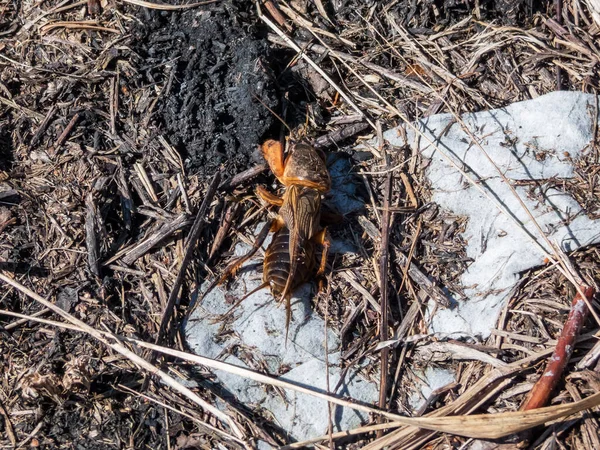 Close-up shot of the European mole cricket (Gryllotalpa gryllotalpa) above ground in bright sunlight digging its way into the ground