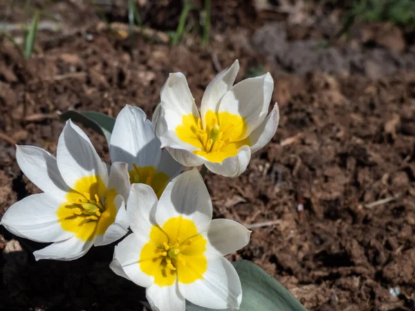 Primer Plano Flores Blancas Abiertas Los Tulipanes Policromados Tulipa Polychroma —  Fotos de Stock