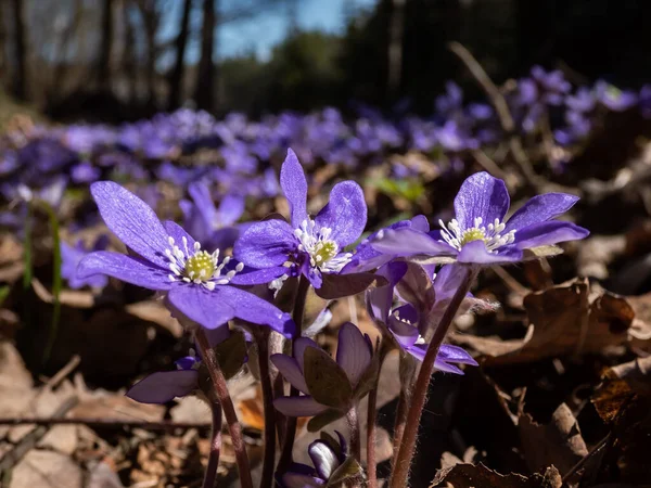 Macro Shot Common Hepatica Anemone Hepatica Hepatica Nobilis Blooming Purple — Zdjęcie stockowe