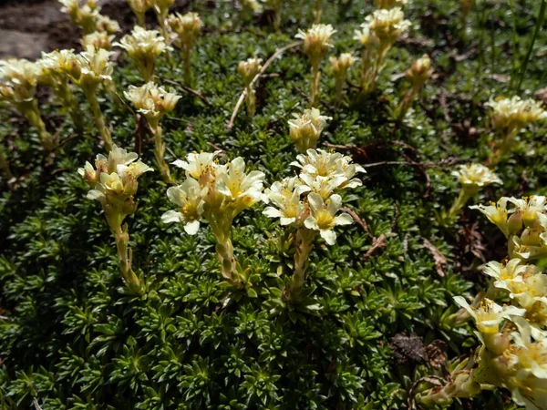 Close Saxifrage Saxifraga Flowering White Yellow Flowers Five Petals Rock — стокове фото