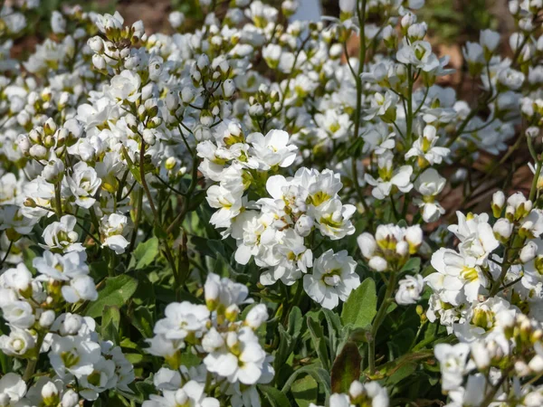 Close Shot Garden Arabis Mountain Rock Cress Caucasian Rockcress Arabis — стоковое фото