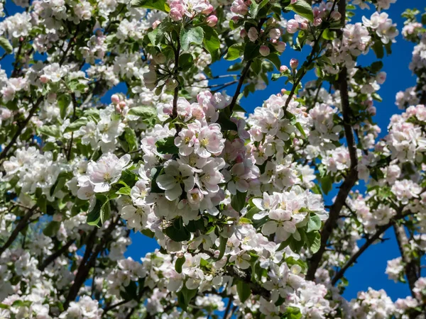 Белые Розовые Почки Цветы Яблони Цветут Саду Весной Голубым Небом — стоковое фото