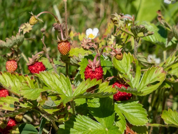Close-up shot of the wild strawberry, Alpine strawberry or European strawberry plants growing in clumps flowering with white flowers and maturing ripe, red fruits in the garden