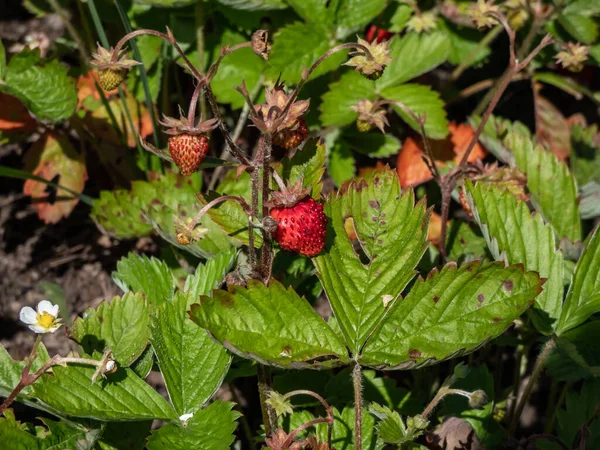 Close-up shot of the wild strawberry, Alpine strawberry or European strawberry plants growing in clumps flowering with white flowers and maturing ripe, red fruits in the garden