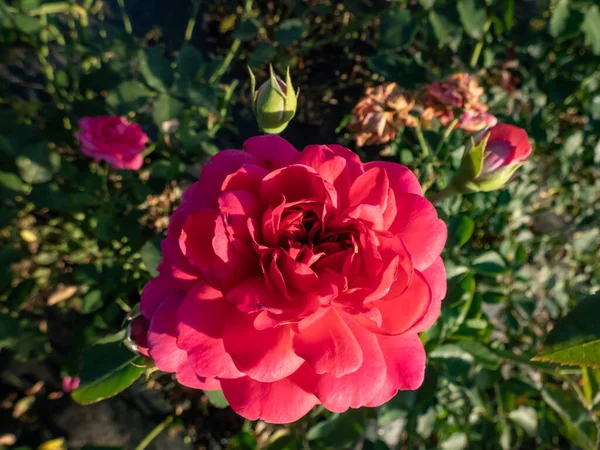 English Shrub Rose Bred David Austin Sir John Betjeman Flowering — Fotografia de Stock
