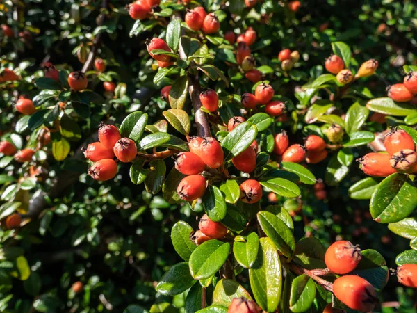 Arbuste Sempervirent Aux Petites Feuilles Vert Foncé Brillantes Aux Fruits — Photo