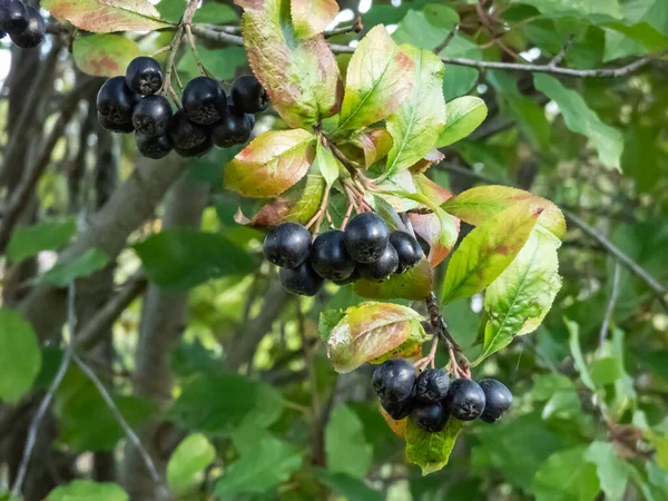 Big Ripe Aronia Chokeberries Berries Growing Maturing Clusters Shrub Branches — стоковое фото