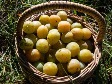 Sonbaharda parlak güneş ışığında yerde sarı eriklerle dolu ahşap bir sepetin yakın plan çekimi.