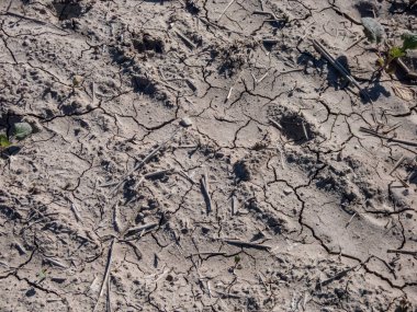 Sıcak yaz aylarında yerdeki kuru, çatlamış kil toprak. Doku yapısı, soyut ve geometrik desen