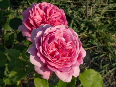 English Shrub Rose Bred By David Austin 'Princess Alexandra of Kent' with unusually large, bright pink flowers that are full-petalled and deeply cupped