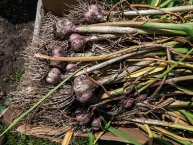Close-up shot of harvested garlic bulbes with garliv cloves with roots placed in a cardboard box for drying. Harvest of garlic from the garden in July