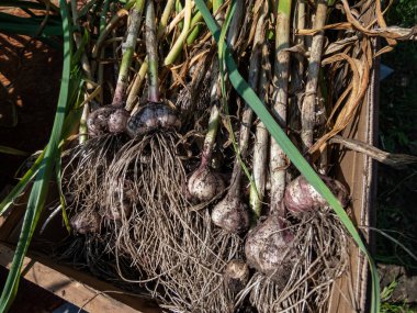 Close-up shot of harvested garlic bulbes with garliv cloves with roots placed in a cardboard box for drying. Harvest of garlic from the garden in July