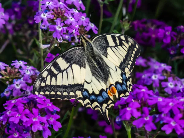 Close-up of the Old World swallowtail or the common yellow swallowtail (Papilio machaon) with yellow wings with black markings and one red and six blue eye spots below each tail among purple flowers