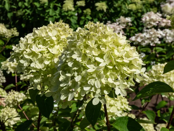 アジサイPaniculata Little Lime 大きな円錐花序を持つコンパクトで忙しい低木の開花 花は柔らかい石灰緑色から夏の終わりにクリーミーな白い色に変わります — ストック写真