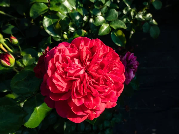 Floribunda Francesa Rosa Red Leonardo Vinci Floração Com Flores Vermelhas — Fotografia de Stock