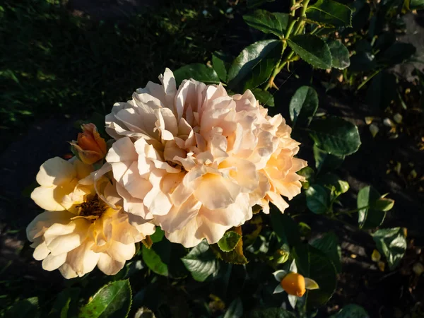 Rose Golden Years Floración Con Racimos Flores Ligeramente Fragantes Ventosas —  Fotos de Stock