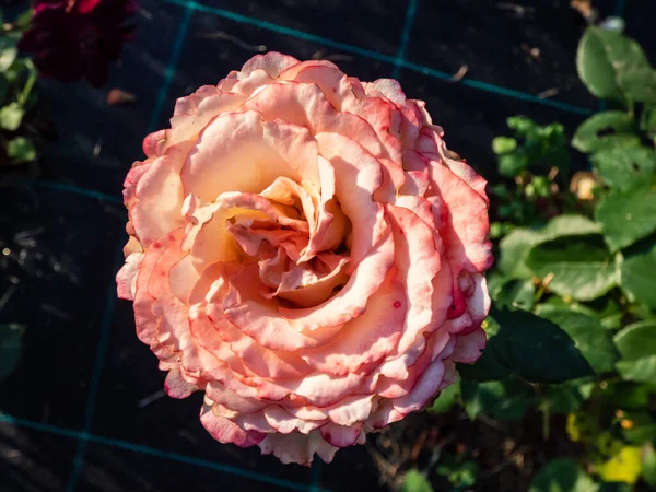明るい日差しの中で庭の桃の中心とクリームとピンクの花で 新しいデュエット の花をバラ — ストック写真