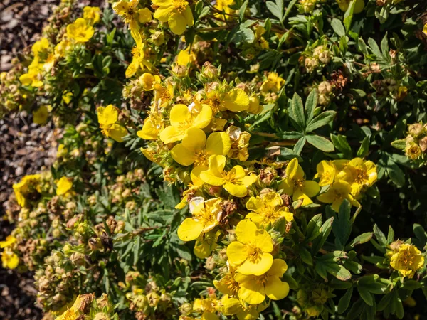 Cinquefoil Krzewiasty Pentaphylloides Fruticosa Złoty Teppich Kwitnący Bardzo Dużymi Złotożółtymi — Zdjęcie stockowe