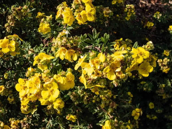 Cinquefoil Krzewiasty Pentaphylloides Fruticosa Złoty Teppich Kwitnący Bardzo Dużymi Złotożółtymi — Zdjęcie stockowe