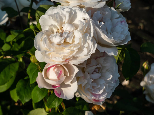 "Винчестерский собор" Английский кустарник "Роза, выращенная Дэвидом Остином, цветущая со средними лепестками белого цвета с оттенком розовых розочек в саду летом