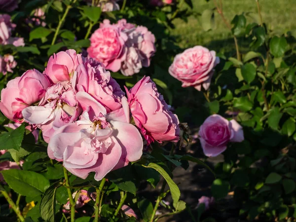 Gertrude Jekyll English Shrub Rose Bred David Austin Цвіте Ідеальними — стокове фото