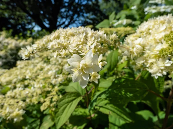 Close Smooth Hydrangea Hydrangea Arborescens Hayes Starburst Flowering White Greeninsh — ストック写真