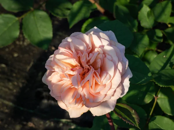 Close Shot Shrub Rose Cultivar Bred Introduced David Austin 1973 — Photo
