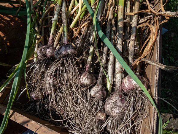 Close Shot Harvested Garlic Bulbes Garliv Cloves Roots Placed Cardboard — Stock fotografie