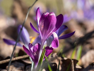 Güzel makro menekşe bahar timsahları (Crocus vernus) parlak güneş ışığı altında görünen turuncu polenler ile çiçek açarlar.