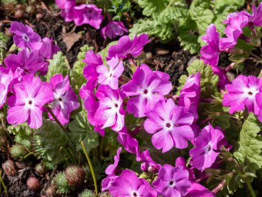 Siebold Primrose ya da Japon çuha çiçeği (primula sieboldii), parlak güneş ışığında 5-15 çiçek içeren kabarıklıkla çiçek açar.