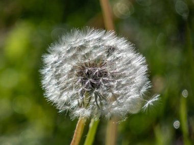 Yeşil çim arka planlı çayırda tek bir karahindiba çiçeği başı tohumu ve pappus. Karahindibanın pappudu. Doğa dokusu