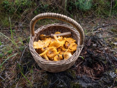 Wooden basket full with mushrooms, mainly Chanterelle on the forest ground among forest vegetation. Mushroom picking tradition. Outdoor nature scenery