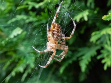 Avrupa bahçe örümceği, çapraz küre dokumacı (Araneus diadematus) arka planda yeşil yaprakla birlikte ağ üzerinde asılı beyaz işaretleri gösterir. Bir örümceğin detaylı görüntüsü