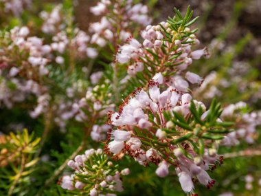 Güzel çan biçimli, beyaz, pembe ve kırmızı-mor renkli Cornish fundalığı (Erica vagans) 'Leylak' yaz ve sonbaharda