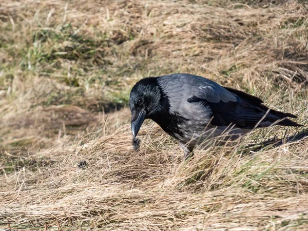 Vrána Zakuklená Corvus Cornix Svou Kořist Suché Trávě Pták Roztrhá — Stock fotografie