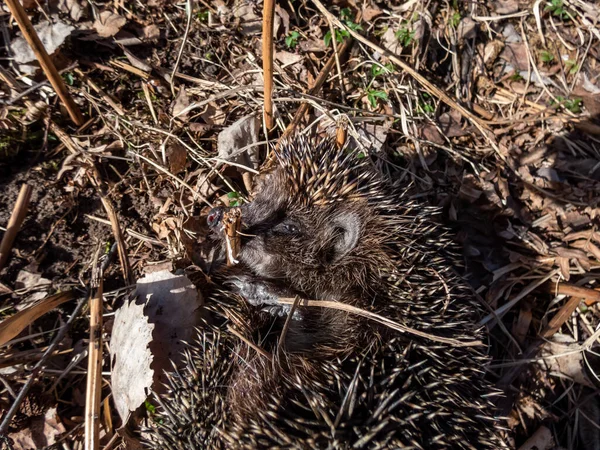 Een Close Opname Van Volwassen Europese Egel Erinaceus Europaeus Tussen — Stockfoto