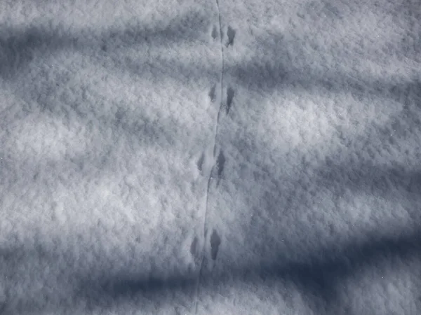 Ground covered with snow and footprints of a mouse or a common vole (microtus arvalis) in deep snow after snowfall in bright sunlight in winter