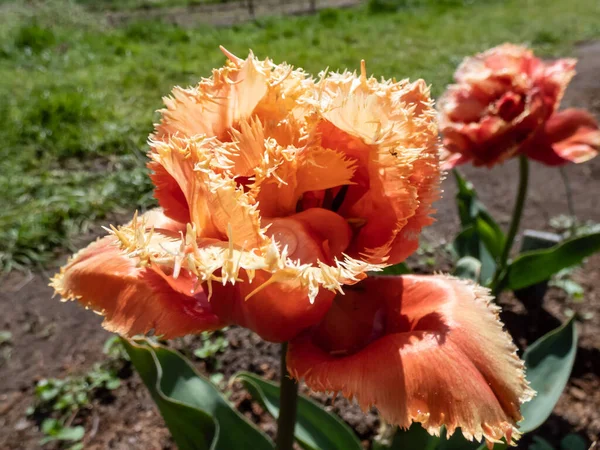 Tulip Şehvetli Dokunuş Kayısı Çiçekleri Fırfırlı Çiçeklerle Bahçedeki Parlak Güneş — Stok fotoğraf