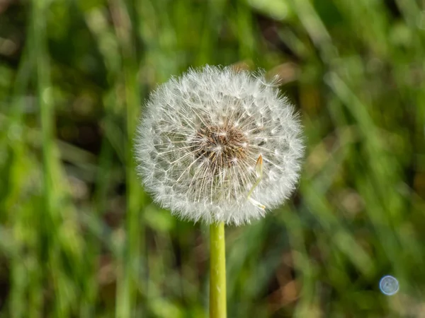 Macro Shot Van Enkele Paardebloem Kop Met Zaden Pappus Wei — Stockfoto