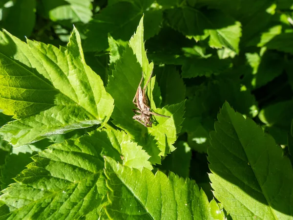 갈색의 초파리 거미집 Pisaura Mirabilis 사진은 다리와 가느다란 가지고 있으며 — 스톡 사진