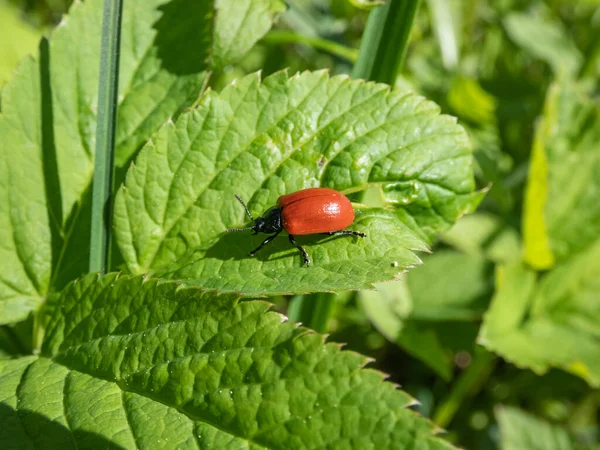 Scarabeo Rosso Rotondo Coccinella Dalle Spalle Larghe Chrysome Populi Seduto — Foto Stock