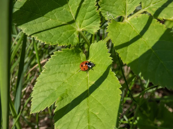 地上7ヶ所のテントウムシ Cocinella Septemunctata のクローズアップ エリトラは赤で それぞれ3つの黒い斑点があり 2つの接合部の上に1つがあります — ストック写真