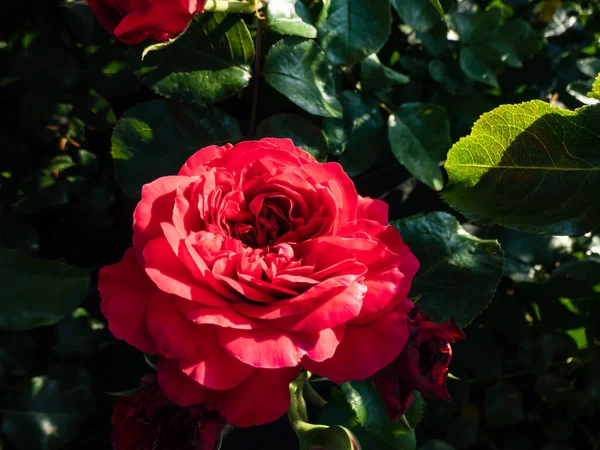 Francuska Kwiaciarnia Róża Red Leonardo Vinci Kwitnie Czerwonymi Kwiatami Gęstymi — Zdjęcie stockowe