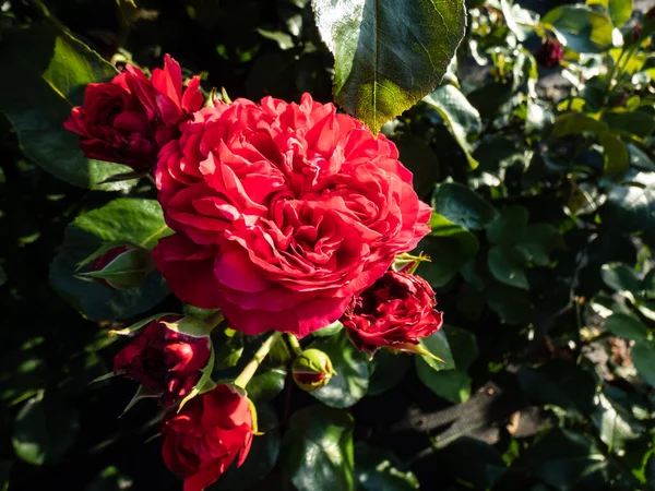 Floribunda Francesa Rosa Red Leonardo Vinci Floração Com Flores Vermelhas — Fotografia de Stock