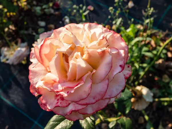 Rose \'New duet\' flowering with cream and pink flowers with peachy centre in the garden in bright sunlight