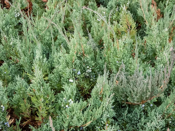 Funda Perenne Enebro Rastrero Juniperus Horizontalis Alpina Con Follaje Verde —  Fotos de Stock