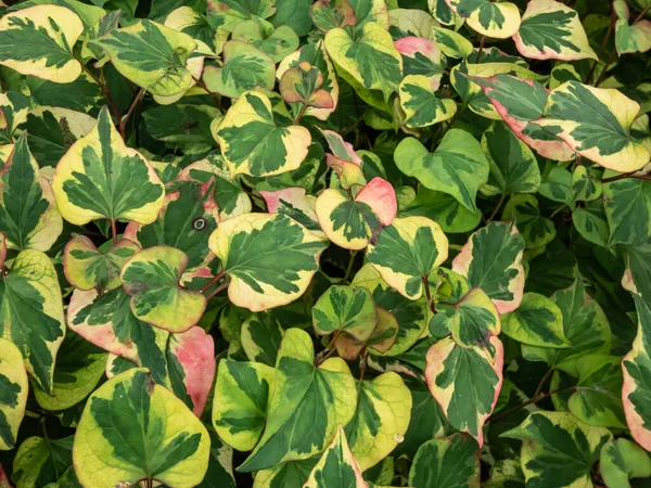 Chameleon Plant Houttuynia Cordata Variegata Aromatic Green Leaves Beautifully Variegated — Stock Photo, Image